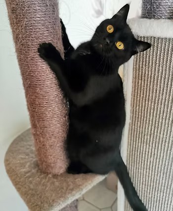 Kann man Katzen erziehen